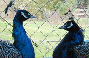 peacocks.jpg