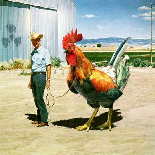 chicken.jpeg